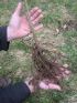 Gardening Tip Planting a bare root hedge and sorting that moss in the lawn